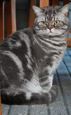Britse korthaar blue silver, Kater, Gechipt, 3 tot 5 jaar