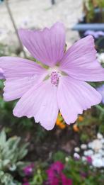 Muskus kaasjeskruid zaden, Malva moschata, Verzenden, Zaad