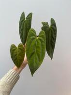 Anthurium RLFS x Dark Phoenix, Huis en Inrichting, Ophalen of Verzenden, Halfschaduw, Minder dan 100 cm