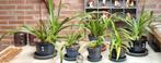 PHRAGMIPEDIUM orchidee gezocht Te koop gevraagd of ruilen, Ophalen of Verzenden, Halfschaduw, Minder dan 100 cm