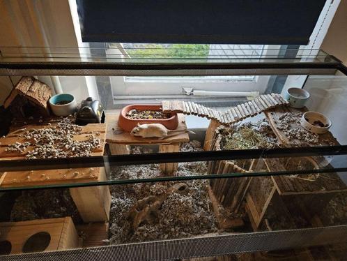 Terrarium 100x50x50, Dieren en Toebehoren, Knaagdieren en Konijnen | Hokken en Kooien, Gebruikt, Overige typen, Minder dan 60 cm