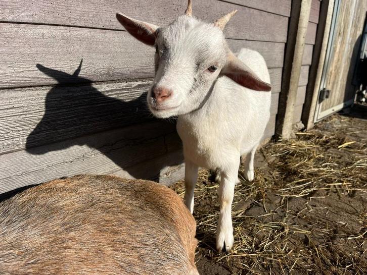 Lieve geitjes zoeken een nieuw thuis, Dieren en Toebehoren, Schapen, Geiten en Varkens, Geit, Vrouwelijk, 0 tot 2 jaar