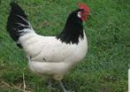 LAKENVELDER KIPPEN., Dieren en Toebehoren, Pluimvee, Vrouwelijk, Kip