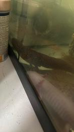 2 par axolotl, Dieren en Toebehoren, Vissen | Aquaria en Toebehoren, Ophalen of Verzenden