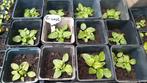 Brunel plant,  Bio, Inheems, Tuin en Terras, Planten | Tuinplanten, Ophalen, Eenjarig, Groenteplanten, Volle zon