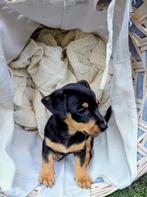 4 Jack Russel pups – Black&Tan – klaar voor hun nieuwe huis, Jack Russell Terriër, 8 tot 15 weken, CDV (hondenziekte), Meerdere
