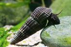 Sulawesi slakken, Dieren en Toebehoren, Slak of Weekdier, Zoetwatervis
