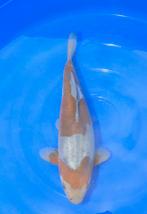 040 Doitsu Ochiba Shigure, Karper of Koi