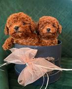 Toy poodle / Toypoodle / Toy poedel /Toypoedel / pups, Poedel, Particulier, Rabiës (hondsdolheid), 8 tot 15 weken