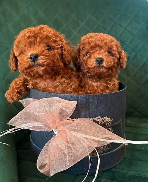Toy poodle / Toypoodle / Toy poedel /Toypoedel / pups, Dieren en Toebehoren, Honden | Chihuahua's en Gezelschapshonden, Teef, Poedel