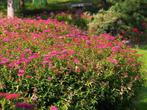 Japanse Sierstruik/ spiraea japonica plant, Tuin en Terras, Ophalen, Overige soorten, Halfschaduw