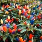 Zaden (sier) Peper Little Elf - Capsicum Annuum, Tuin en Terras, Bloembollen en Zaden, Verzenden, Voorjaar, Volle zon, Zaad