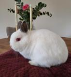 Kleurdwerg Rus, Dieren en Toebehoren, Mannelijk, Dwerg