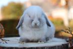 Prachtig minilop konijntjes te koop, Dieren en Toebehoren, Konijnen, Meerdere dieren, Dwerg, Hangoor, 0 tot 2 jaar