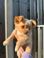 chihuahua teefje langharig mag verhuizen., Dieren en Toebehoren, Honden | Chihuahua's en Gezelschapshonden, Rabiës (hondsdolheid)