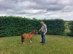 Prachtig mini hengstje, Hengst, A pony (tot 1.17m), 3 tot 6 jaar, Gechipt