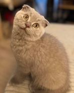 Lieve en prachtige kitten te koop, Dieren en Toebehoren, Katten en Kittens | Raskatten | Korthaar, Kater, Ontwormd, 0 tot 2 jaar