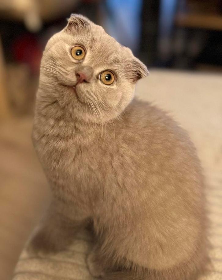 Lieve en prachtige kitten te koop, Dieren en Toebehoren, Katten en Kittens | Raskatten | Korthaar, Kater, 0 tot 2 jaar, Ontwormd