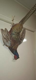 Opgezette Fazant, Huis en Inrichting, Ophalen of Verzenden, Gebruikt