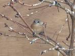 Jonge baardmannetjes te koop, Dieren en Toebehoren, Meerdere dieren, Wildzangvogel, Geringd