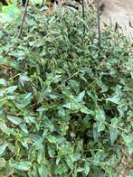 Tradescantia Quadricolor Hangplant - Groot!, Huis en Inrichting, Kamerplanten, Ophalen of Verzenden