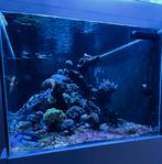 Aquarium-inhoud te koop, Dieren en Toebehoren, Vissen | Aquaria en Toebehoren, Ophalen, Gebruikt