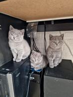 Britse Korthaar DEKKATER (niet te koop!), Dieren en Toebehoren
