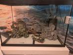 Aquarium met lamp en pomp., Dieren en Toebehoren, Reptielen en Amfibieën | Toebehoren, Ophalen, Gebruikt