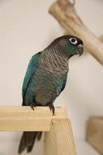 Jonge baby Pyrrhura´s | Div. Kleuren | Handtam | Getest