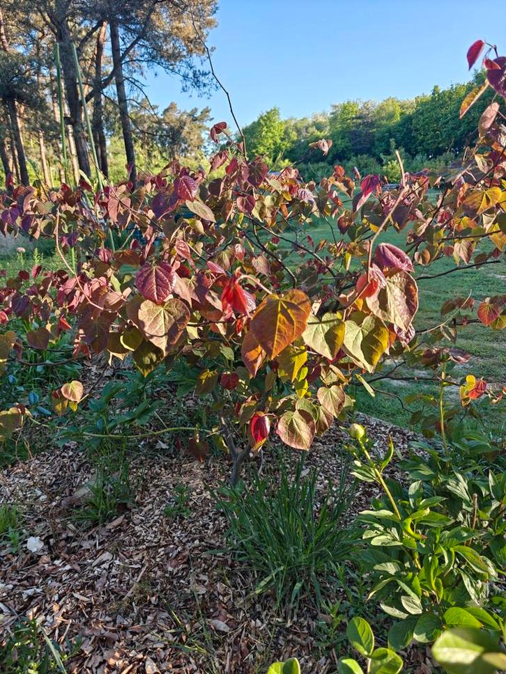 Ruwe schapenwol gezocht, Tuin en Terras, Aarde en Mest, Tuinaarde, Ophalen of Verzenden