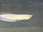 Silver arowana, Vis