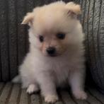 Witte dwergkees pup 🐶, Ophalen, Zo goed als nieuw