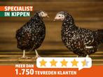 Sussex kip | Gezonde en mooie kippen | Goede legger, Dieren en Toebehoren, Pluimvee, Meerdere dieren, Kip