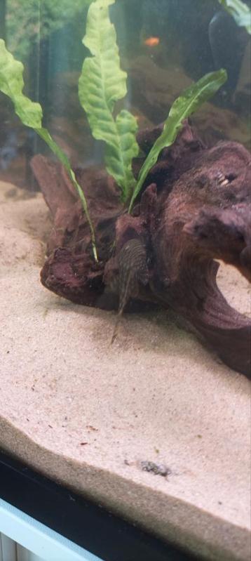 4 x jonge ancistrus  beschikbaar voor biedingen