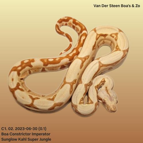 Boa constrictor imperator 7x, Dieren en Toebehoren, Reptielen en Amfibieën