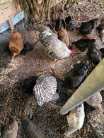 Gratis af te halen, Dieren en Toebehoren, Pluimvee, Meerdere dieren, Kip