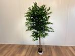 Royal Pachira ficusboom (1,10x 1,80 mtr), Huis en Inrichting, Kamerplanten, Ficus, 150 tot 200 cm, Groene kamerplant, Halfschaduw