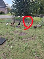 Eendjes, Dieren en Toebehoren, Pluimvee, Meerdere dieren, Eend