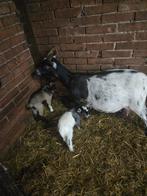 Te koop dwerggeit met lammetjes, Dieren en Toebehoren, Vrouwelijk, Geit