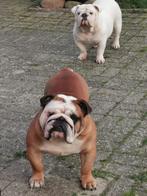 Old English Bulldog Puppys, Particulier, Rabiës (hondsdolheid), Reu, 8 tot 15 weken
