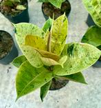 Ficus elastica Moonshine P17, Huis en Inrichting, Ophalen of Verzenden, Ficus
