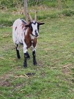 Dwerggeitjes, Dieren en Toebehoren, Schapen, Geiten en Varkens, Vrouwelijk, 0 tot 2 jaar, Geit