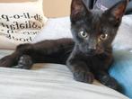 Zwarte kater van 25mei, Dieren en Toebehoren, Katten en Kittens | Overige Katten, Kater, Kortharig, 0 tot 2 jaar