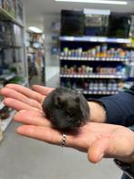 Te koop super lieve jonge goudhamster / Syrisch hamster, Hamster, Augustus, Vrouwelijk, Tam