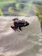 Epipedobates anthonyi buena esperanza Volwas koppels !, Dieren en Toebehoren, Reptielen en Amfibieën, 0 tot 2 jaar