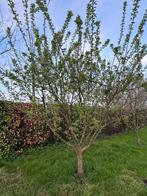 Fruitbomen, Lente, Appelboom, Volle zon, Ophalen