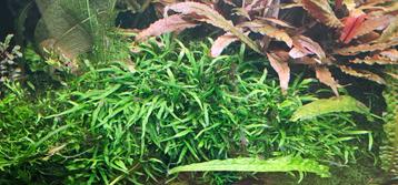 Aquariumplant microsorum pteropus trident beschikbaar voor biedingen