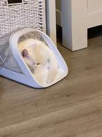 Kiiten 4,5 maand gevaccineerd en gecastreerd, Dieren en Toebehoren, Kater, Kortharig, 0 tot 2 jaar