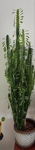 Mooie cactus, Ophalen, Cactus, Volle zon, Minder dan 100 cm