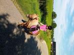 Super lieve kinder Shetlander, Merrie, B, A pony (tot 1.17m), Recreatiepony